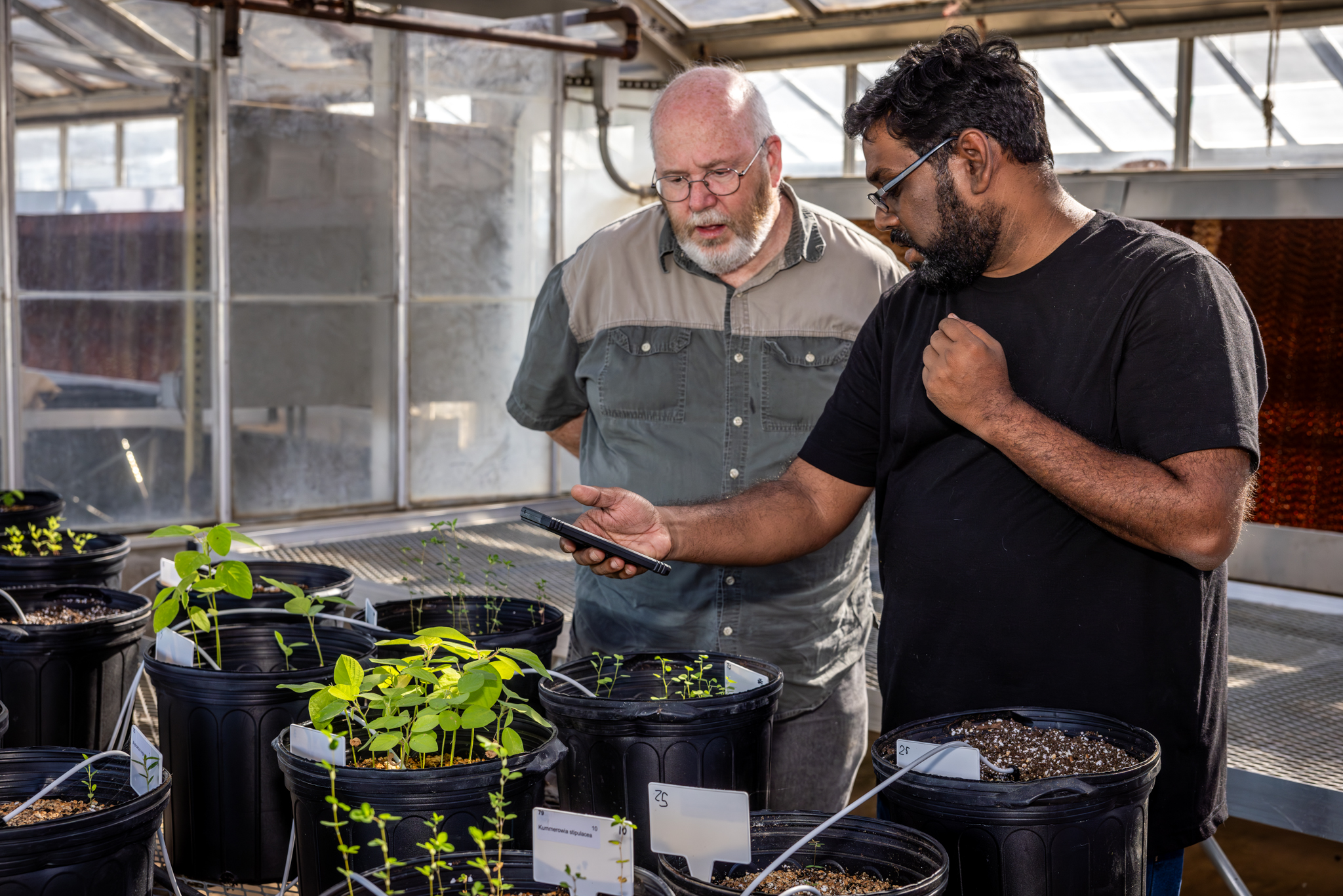 Thomas Terrill, Ph.D., and Aftab Siddique, Ph.D., in greenhouse.